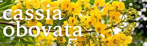 Cassia Obovata Real Earth Stories