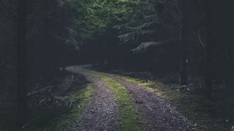 Path Road Turn Dark Forest Trees Wallpaper Background 4k Hd Dark Background Wallpapers Hd