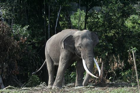 forum konservasi gajah indonesia asa  gajah forum konservasi