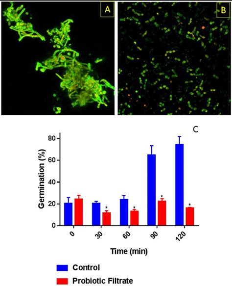 Effect Of Probiotic On Germ Tube Formation By C Albicans Ability Of Download Scientific