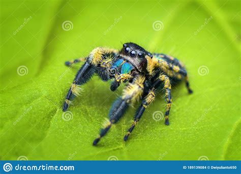 Jumping Spider On A Leaf Taken Using Macro Technique Stock Photo