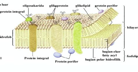 Fungsi Dan Struktur Membran Sel Gambar Membran Sel Riset