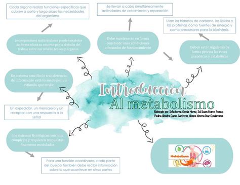 Top 60 Imagen Metabolismo Mapa Mental Viaterra Mx Reverasite