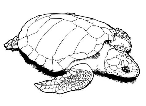 Dibujos De Tortuga Marina Para Colorear E Imprimir Coloringonly