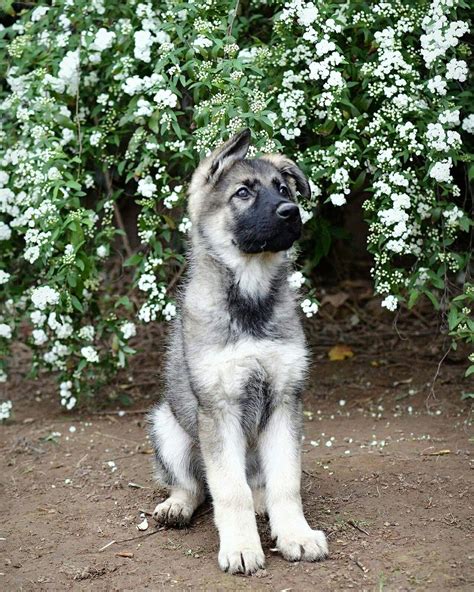 Black And Silver German Shepherd Puppies Pets Lovers