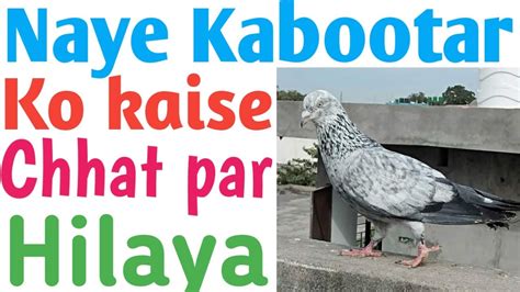 Kabootar Ko Chhat Par Kaise Hilaye YouTube