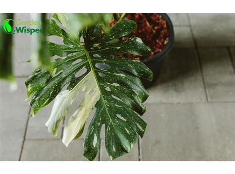 41 Variegated Houseplants With Beautiful Leaf Patterns