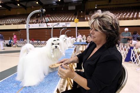 Gallery: American Kennel Club dog show | Photos News | herald-dispatch.com