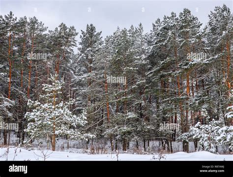 Snowy Winter Forest With Beautiful Pine Trees Winter Landscape Stock