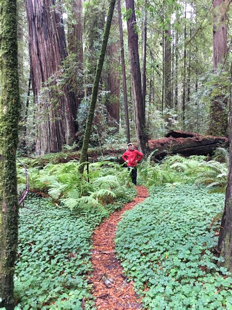 California Coastal Redwoods - Tincan Travels Too