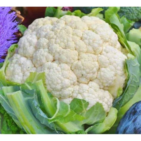 Jual 25 Biji Bunga Kembang Kol Cauliflower Bunga Kol Putih Hibrida