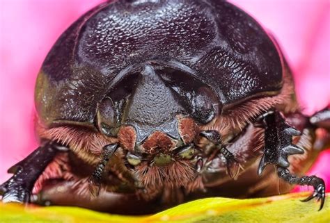 Premium Photo Close Up Shot Of A Various Species Of Leaf Beetles