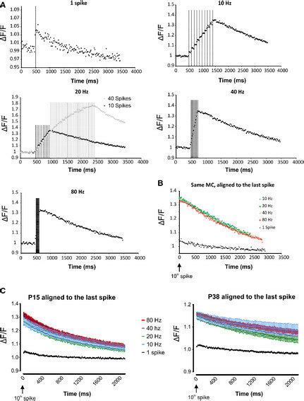 The Intracellular Somatic Ca2 Increase In The MC Depends On The Number