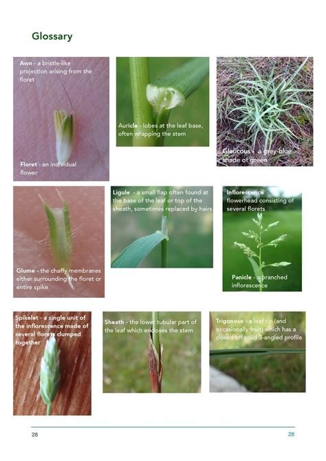 A Field Guide To Grasses Sedges And Rushes Nhbs Field Guides And Natural History