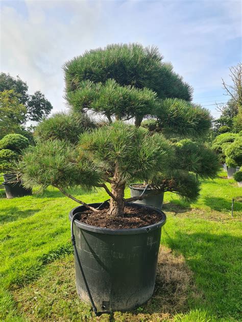 Pinus Nigra Nigra Mature Cloud Form Caragh Nurseries