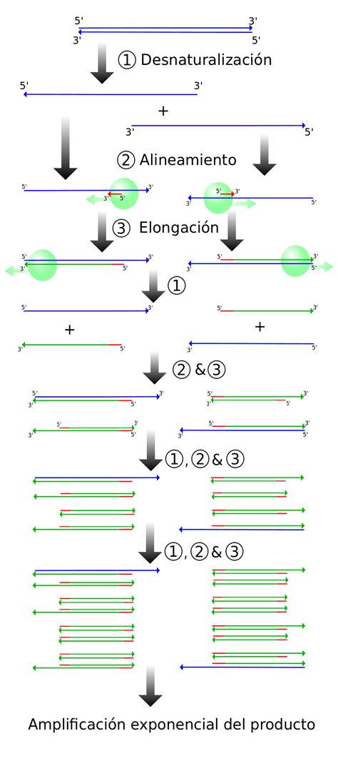 Qué es la reacción en cadena de la polimerasa PCR Hidden Nature