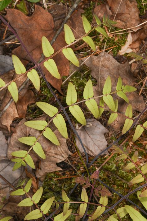 Pellaea atropurpurea (Purple-stem cliffbrake)