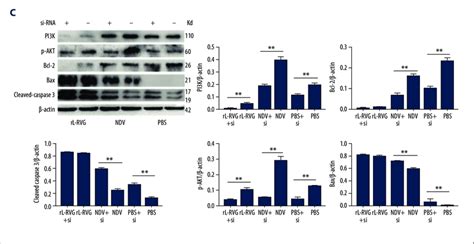 The Contribution Of Rl Rvg A Nachr Antagonist Mla Agonist Acb Or