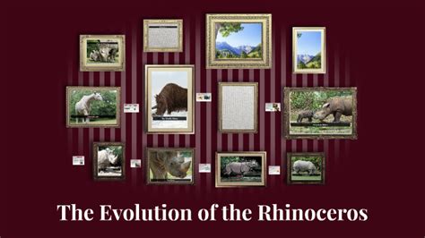 The Evolution of the Rhinoceros by Jennifer Anderson on Prezi