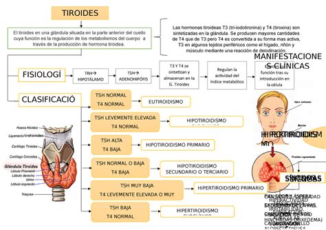 Mapa Conceptual Hipotiroidismo Tsh Baja T Normal Tsh Normal O Baja