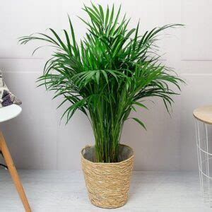 Areca Palm Plant - FlowersSameday.org.uk