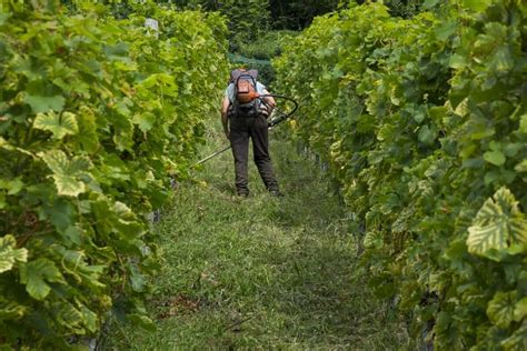 Francia Governo Stanzia 160 Milioni In Soccorso Dei Vigneron VinoNews24