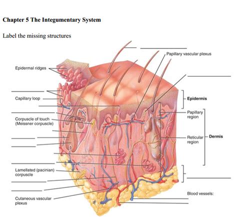 Subcutaneous Layer