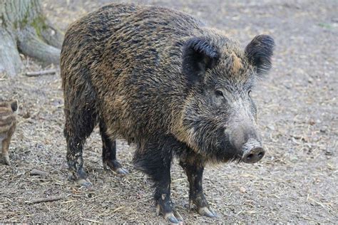 Atak dzika na osiedlu Drabinianka w Rzeszowie Dlaczego dzik zaatakował