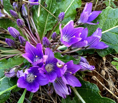 Φυτολόγιο Μανδραγόρας Mandragora Autumnalis