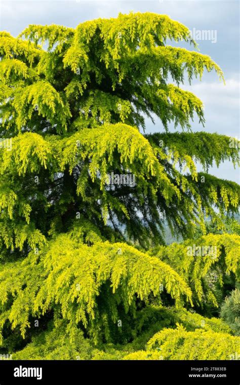 Cedrus Deodara Aurea Deodar Cedar Tree Stock Photo Alamy