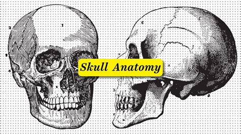 Skull Anatomy VOX Inspired Animation After Effects Caligula YouTube