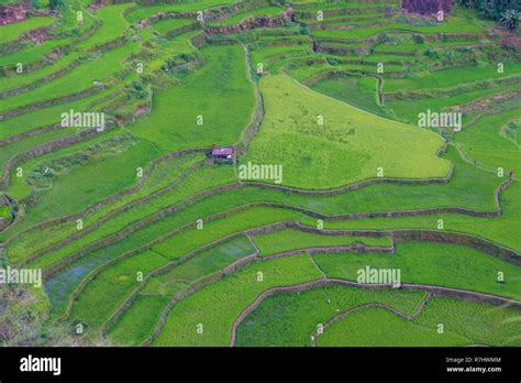 View Of Rice Terraces Fields In Banaue Philippines The Banaue Rice