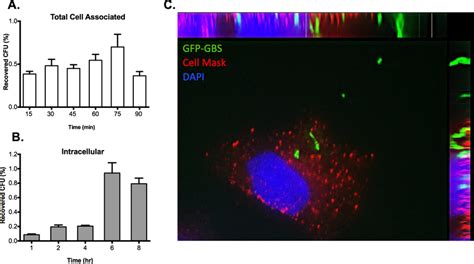 Gbs Adhesion Invasion And Intracellular Survival Of Svg A Cells A And