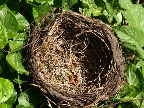 Nidification Des Oiseaux Nichoir Mésange Préparation Et Installation