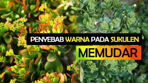 Penyebab Warna Pada Sukulen Memudar Cara Agar Sukulen Kembali