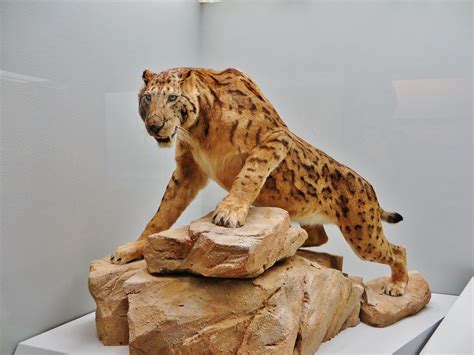 Megantereon model - Megantereon - Wikipedia Extinct Animals ...