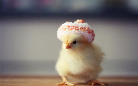 Cute Chicken Hd Wallpaper 19981 Baltana