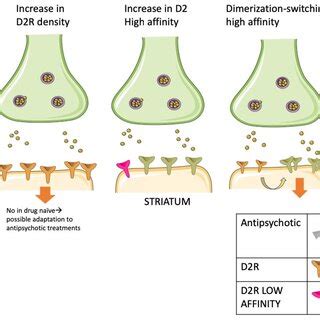 Molecular Mechanisms Of Supersensitivity Psychosis Dopamine