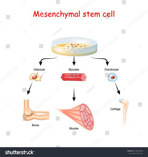 Mesenchymal Stem Cells Multipotent Stromal Cells Stock Vector Royalty