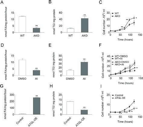 TG Catabolism And Proliferation Of MEFs A D G TG Hydrolase