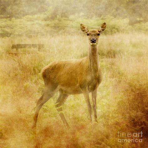 Doe A Deer A Female Deer Photograph By Linsey Williams Fine Art America