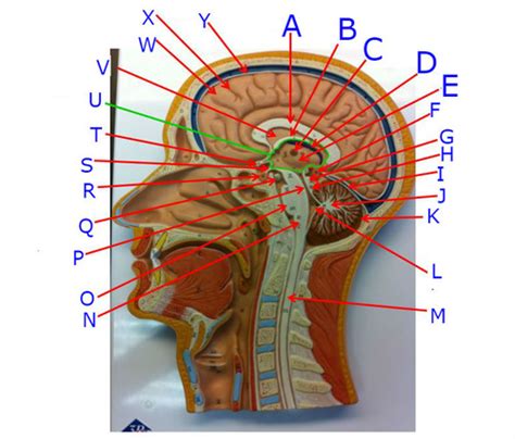 Bio271 Lab Practical 4 Sagittal Head Model Flashcards Quizlet