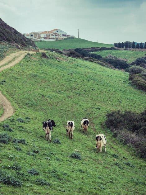 Reba O De Vacas Dom Sticas Pastando En Un Valle Herboso En El Campo