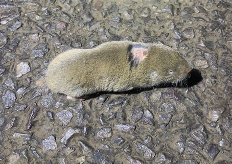 Common Molerat from Haakdoornboom Street, City Of Tshwane, GP, ZA on ...