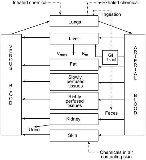 Figure Conceptual Representation Of A Physiologically Based