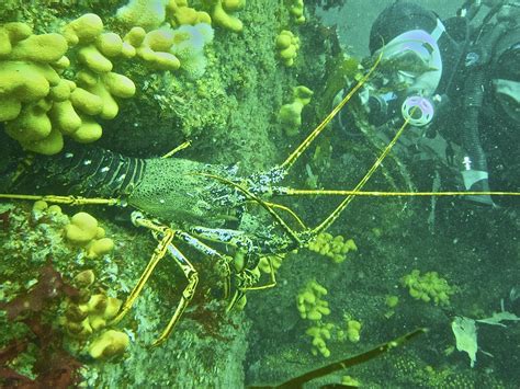 European Spiny Lobster Palinurus Elephas Sometimes Calle Flickr