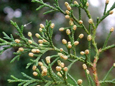 Cupressus lusitanica - Alchetron, The Free Social Encyclopedia