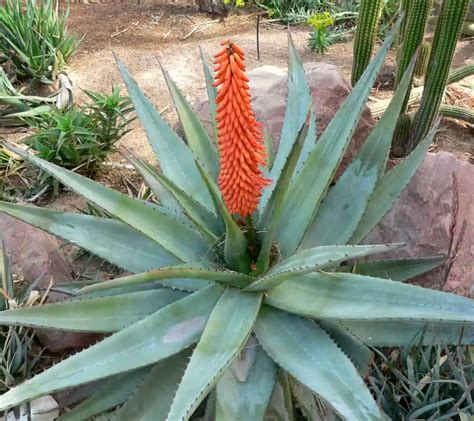 Aloe ferox seeds - Phoenix Desert Seeds