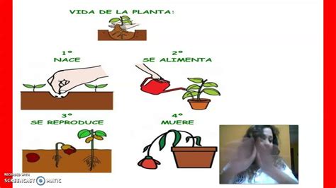 Ciclo De La Vida De Una Planta Youtube