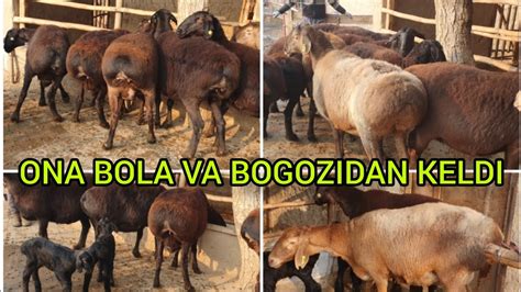 Shoshling Yangi Partiya Ona Bola Va Bogozidan Keldi 998 99 987 02 43